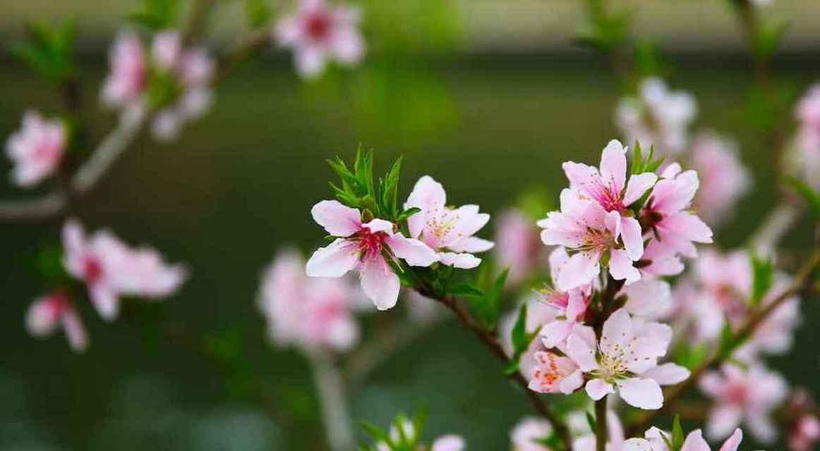 春日温暖人心（阳光明媚，风吹草动）