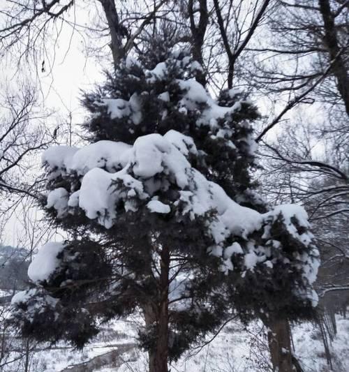 冬日的雪景-美丽的雪的故事