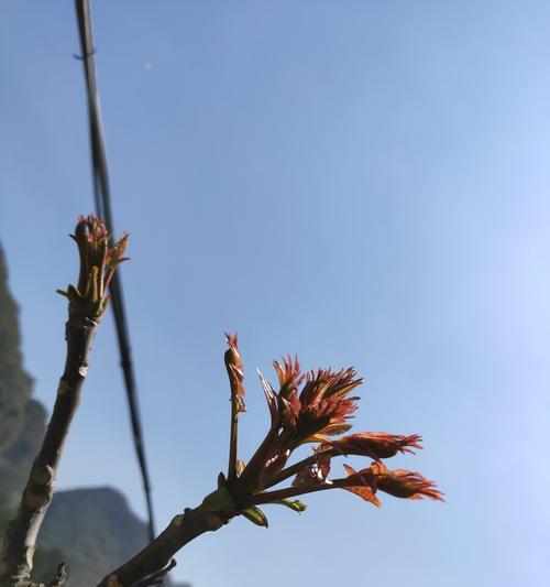 春日复苏：一个寻找希望的故事