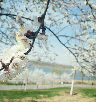 观察春天：人间花开