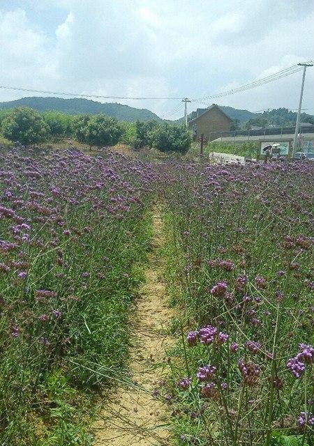 脚印（留下美好，永不消失）