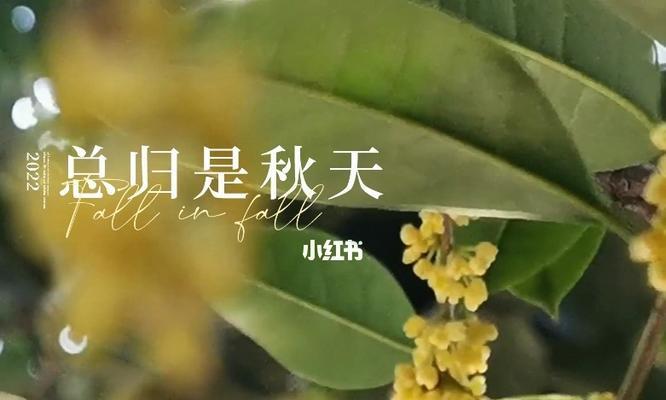 秋天的甜香：一场青涩的恋爱