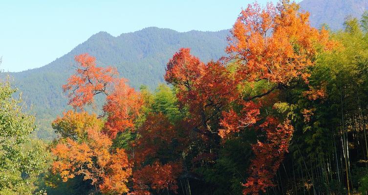 乡村美景难忘（纯朴乡村风景带给我的感动）