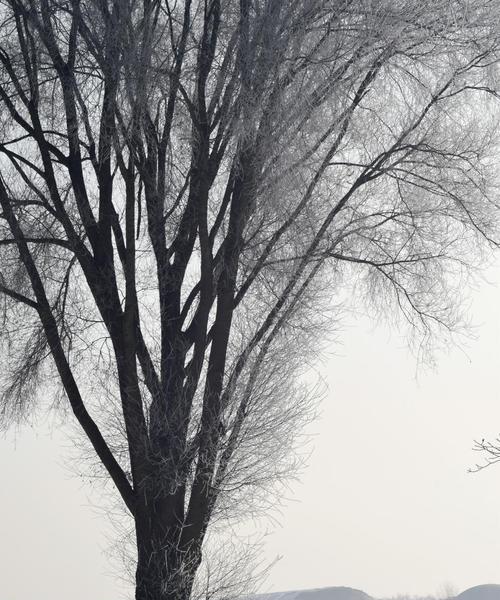 白雪飘飘，戏耍不停（冬日乐趣，让童心永存）