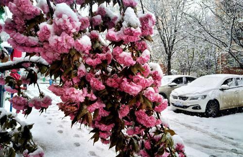 鹅毛大雪飘着，我们的爱依然在（那个寒冷的冬日，我们一起度过）