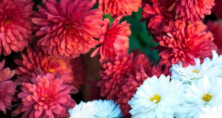 TheSimplicityofChrysanthemum（AStoryofFindingBeautyintheOrdinary）