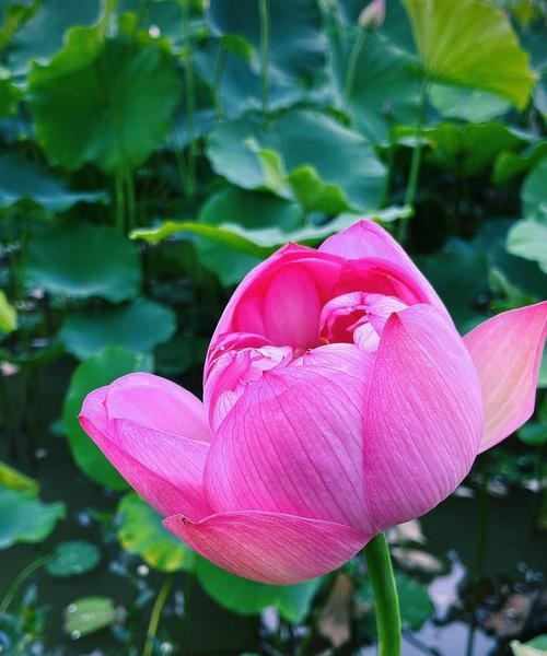 花开时，谁与相伴（一朵小花的成长故事）