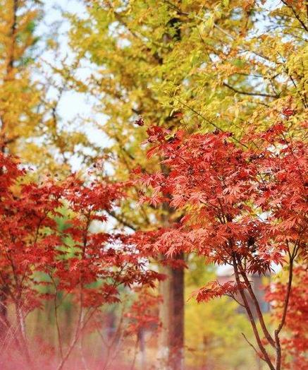 秋日里的家乡（丰收时节的美好景色）