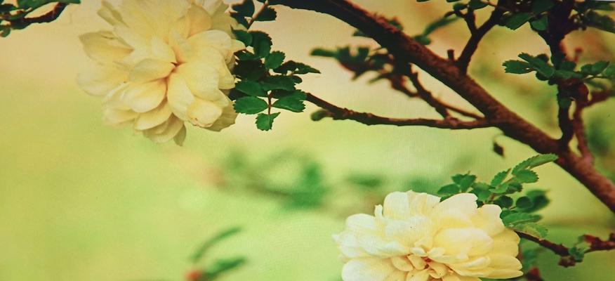 美丽万千——夏日里的邂逅（花香四溢，美人如云）