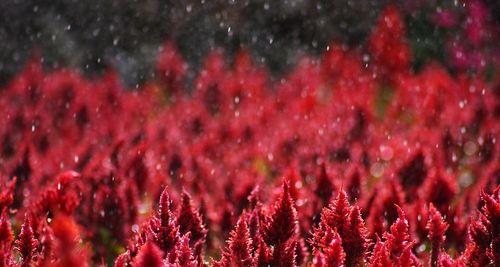 寻找自我（美丽雨景下的冒险之旅）