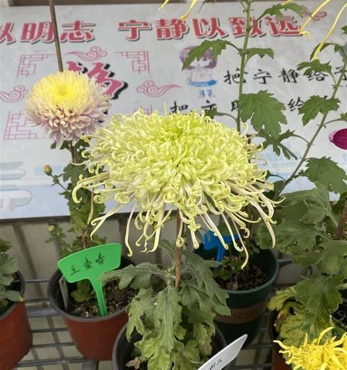 《菊花成长日记》