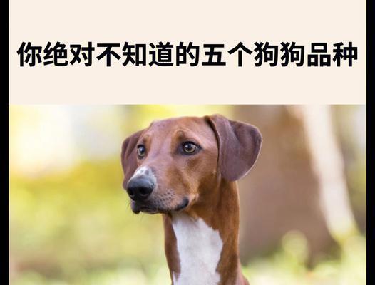 狗狗品种大全（一只萌新狗狗的成长故事）
