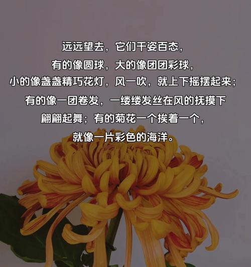 一朵菊花的成长之路（从幼苗到盛放，见证了他们的悲欢离合）