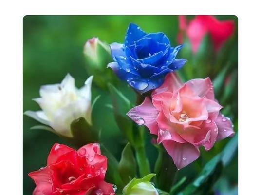 花开得多么美丽（鲜花，带来的不仅仅是美丽）