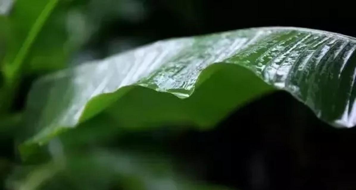 生命的芳香（一个香气引发的故事）