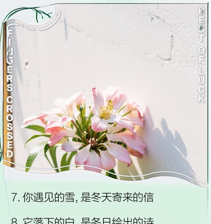 白色的情节（白色的情节）