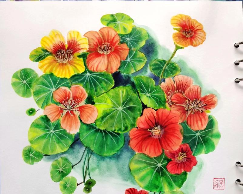 向日葵的坚持（阳光下的成长）