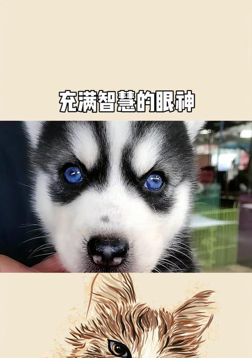 智慧的恩赐（一个获得智慧的男孩）