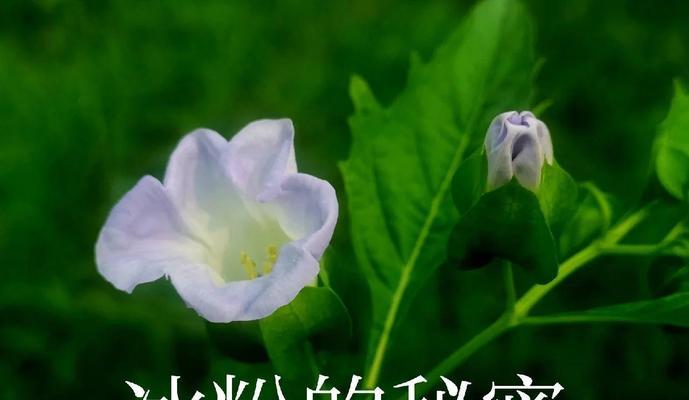 无名种子（每一颗种子都有它的故事）