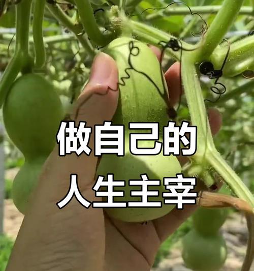 成长、经历、认知（成长、经历、认知）