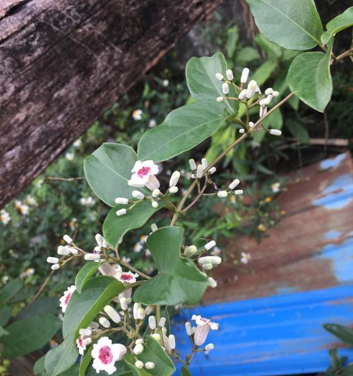 开不完的花（永不枯萎的美丽）