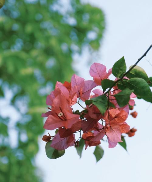 满园春色，芳菲满眼（春天的脚步，轻轻地走来了）