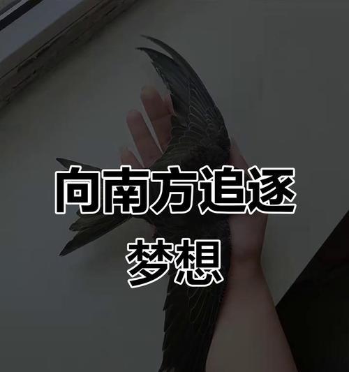 一只小鸟的飞翔之旅（以梦想为羽翼，扬帆起航）