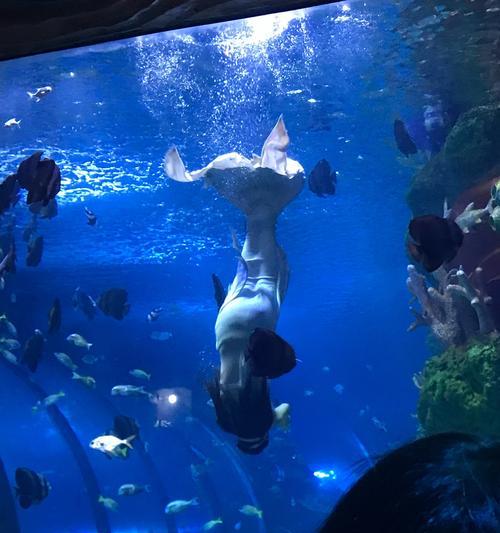 海洋馆的探秘之旅（发现海洋中的神秘）