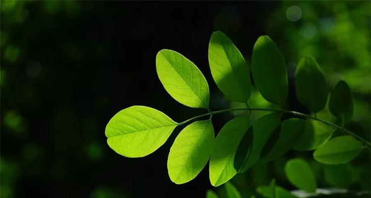 最美的叶子（一个人与大自然的故事）