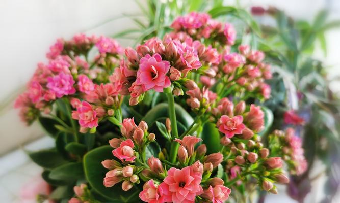 友谊的花——让爱与希望绽放