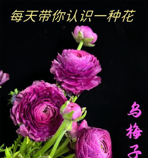 每一叶上都有它们的故事（发现周围生命的珍贵）