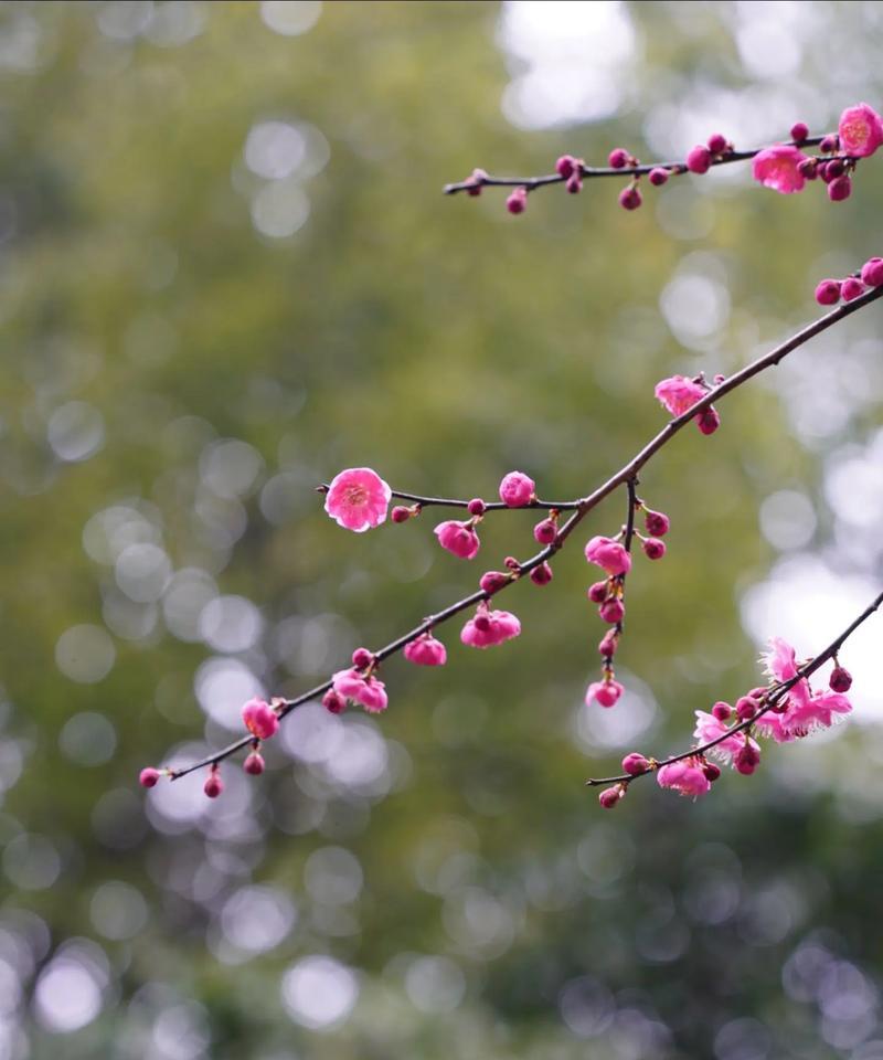 梅花浮动的故事（缘起、飘落、散尽、生命）