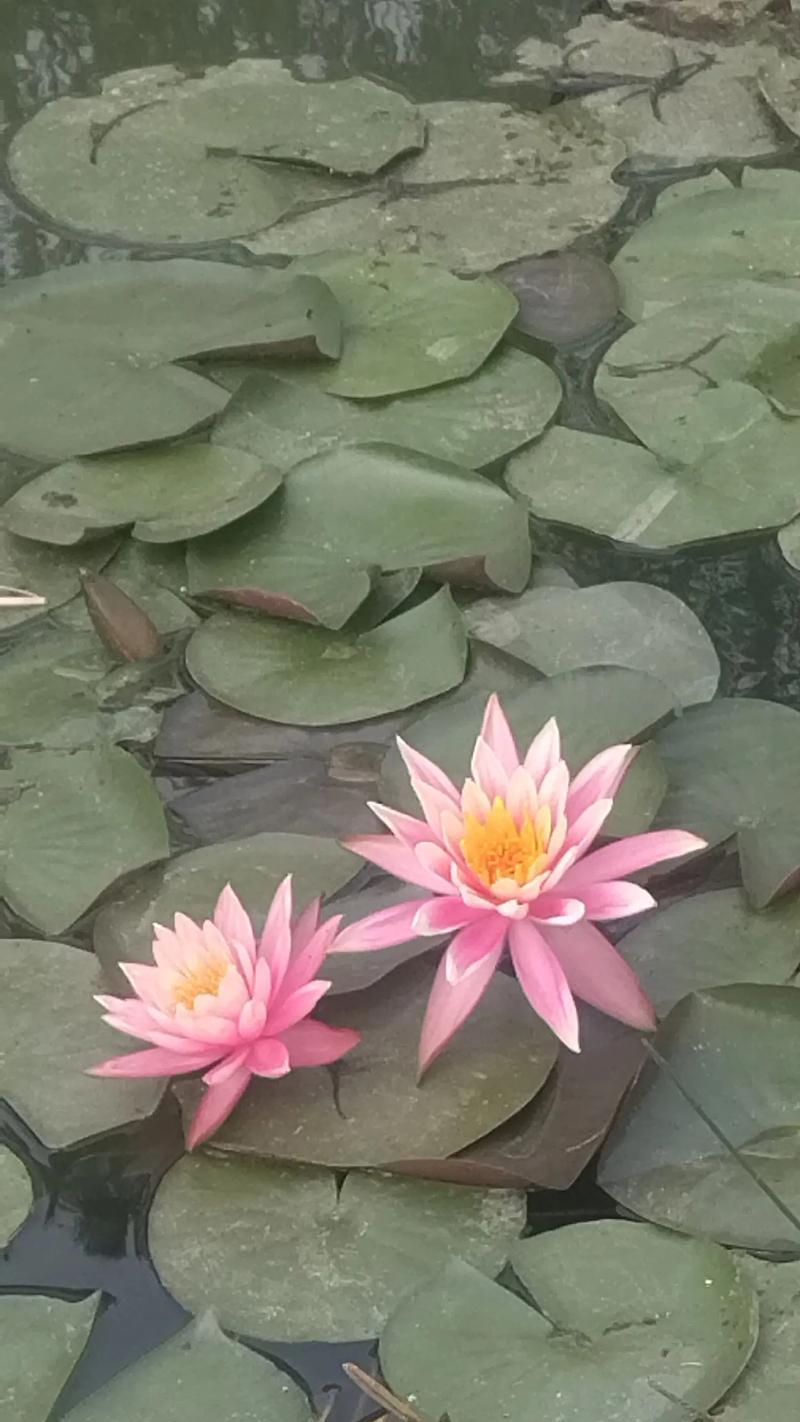 大自然的无情（人性的挣扎）