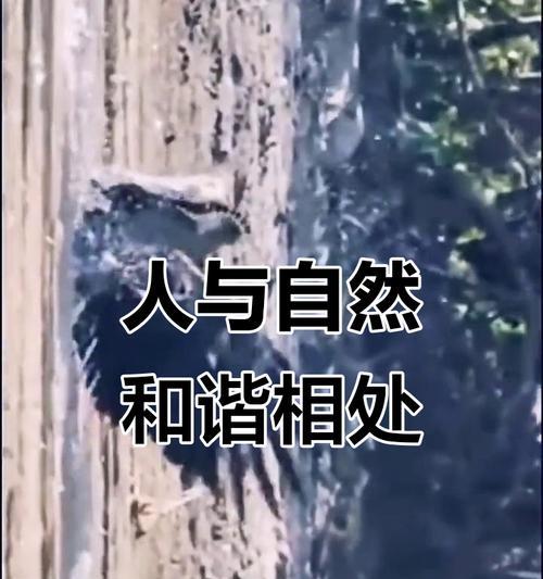 相互理解的力量（和谐的小镇故事）