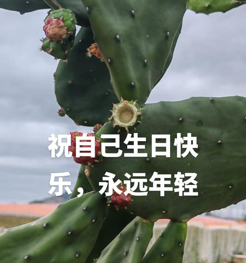 生命中的点滴：一个充满绚丽多彩的人生