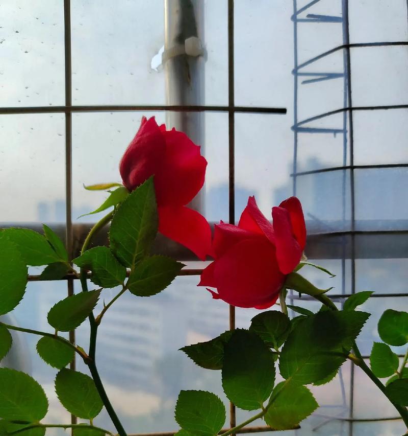 《花开不尽》