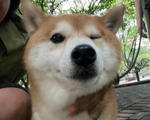 值得信赖的好小狗