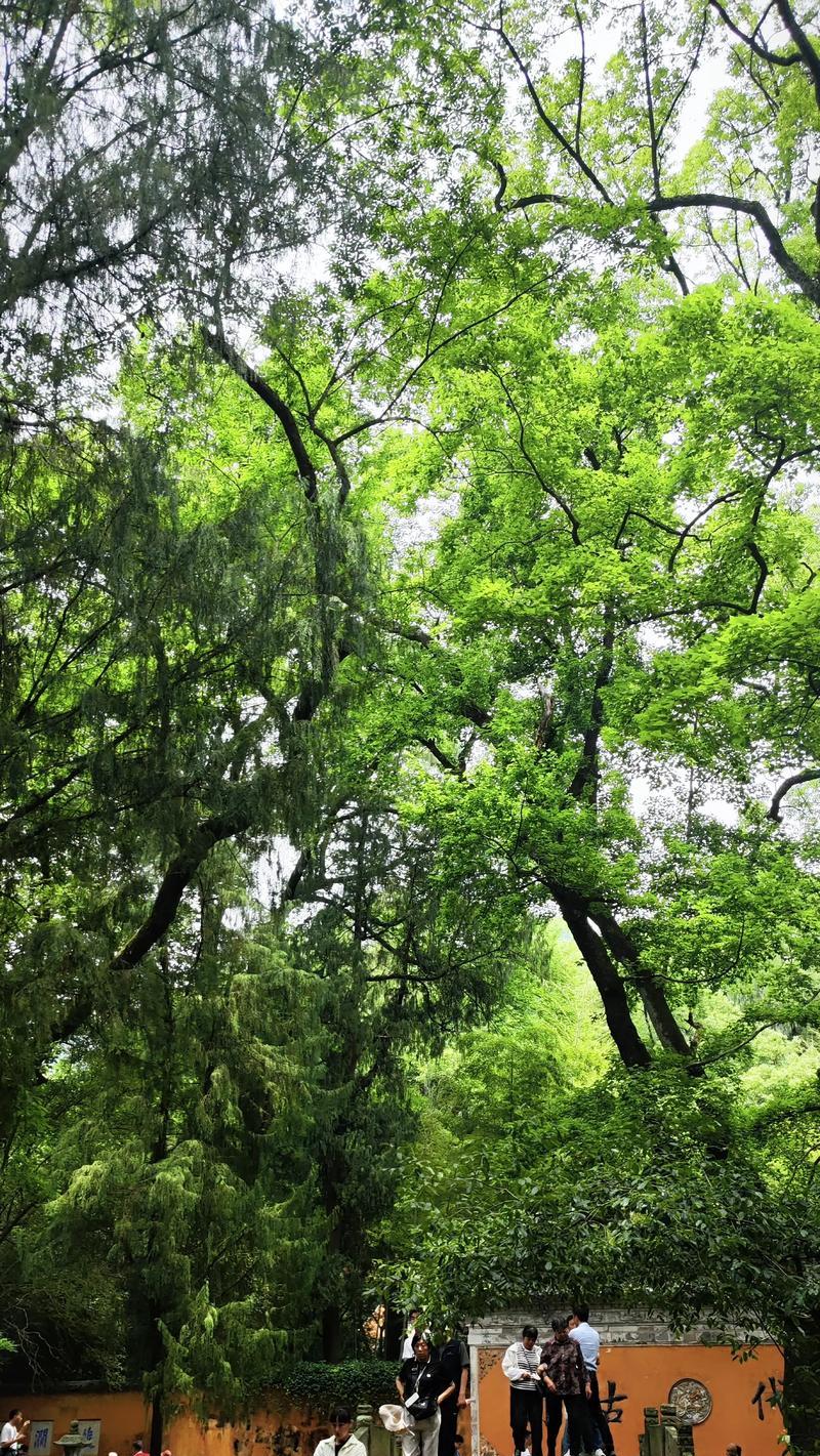 的语言流畅、生动、具有感染力。