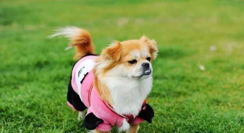 “快乐小伙伴”的故事