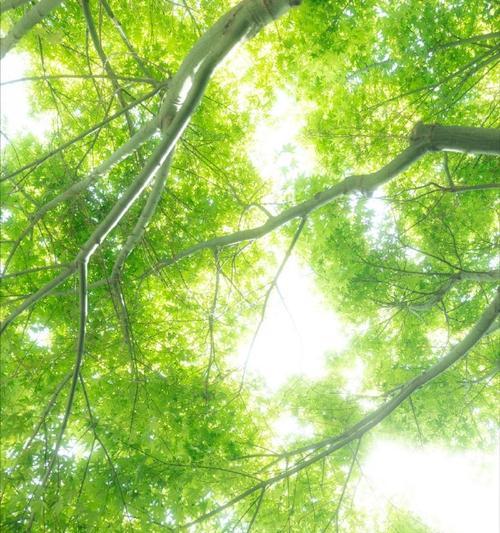 十、小男孩脸红红地说：“我在看你。”