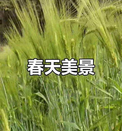 春天的生机：一个花开的故事