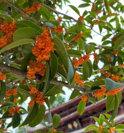 细细品桂香——饕餮盛宴