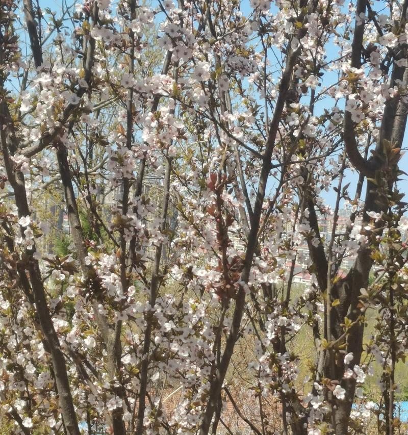 （开头引出春天的气息和主角李晓）