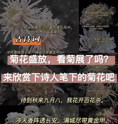 菊花园里的故事