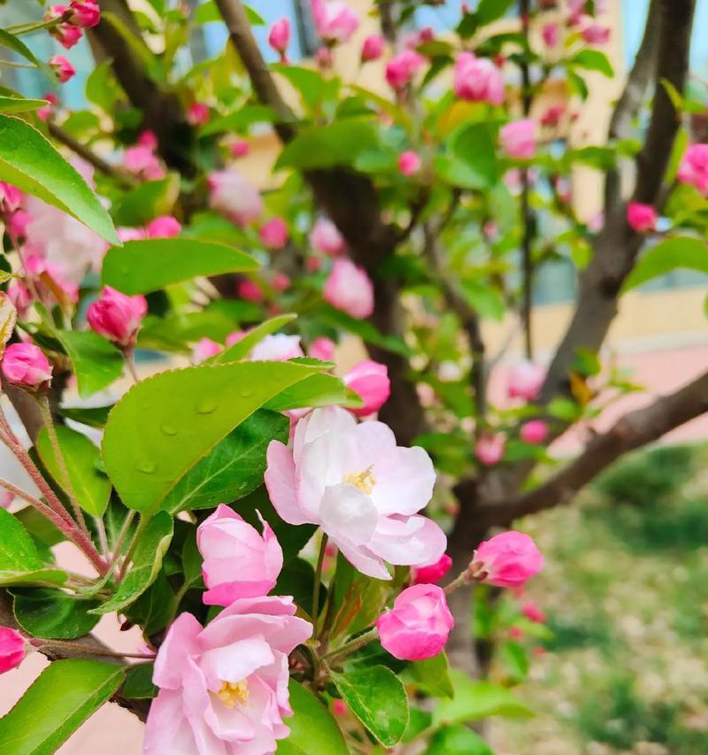 小说春天的模样