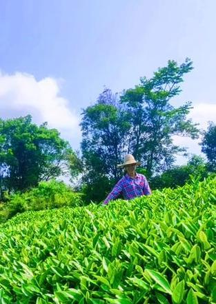 请微笑一直向前，迎接未来（一个关于坚韧与奋斗的小故事）