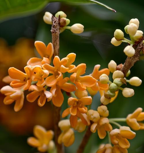 春天的故事:爱的滋味