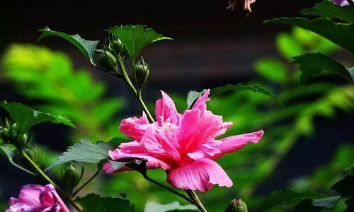 穿过黑暗，迎接曙光（一位母亲的坚强与爱）