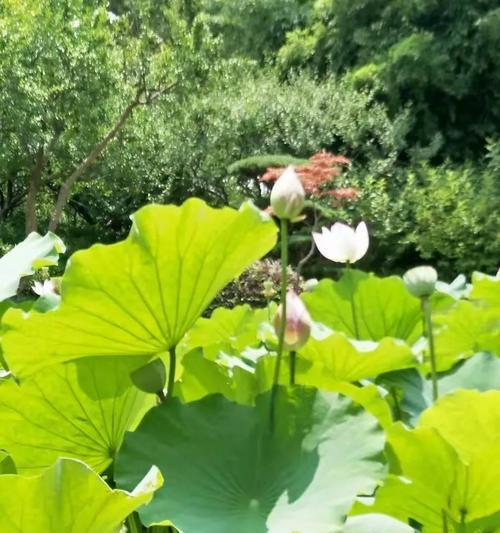 静静地观赏（找到内心深处的宁静）