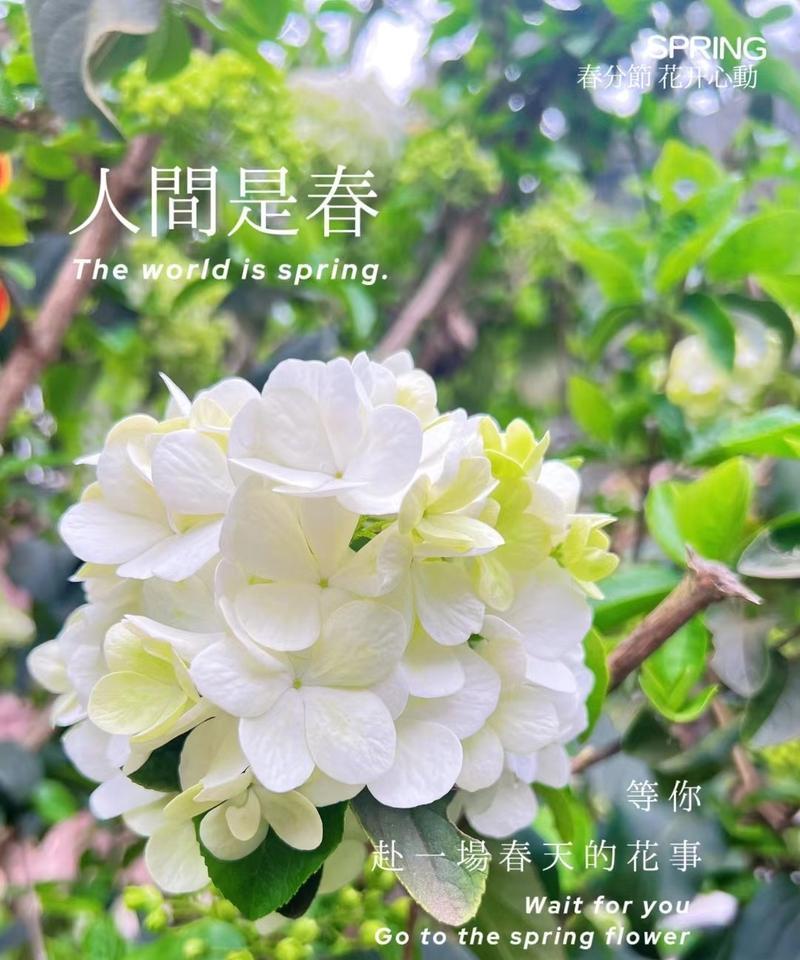 共赏世界之春（春风十里，花香满道）